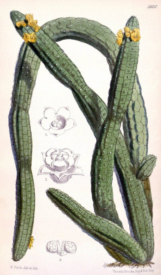 Curtis's botanical magazine. London ;New York [etc.] :Academic Press [etc.]. | Botany Periodicals "Pictorial works"  | Vintage Print Reproduction 452842