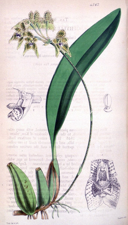 Curtis's botanical magazine. London ;New York [etc.] :Academic Press [etc.]. | Botany Periodicals "Pictorial works"  | Vintage Print Reproduction 452843