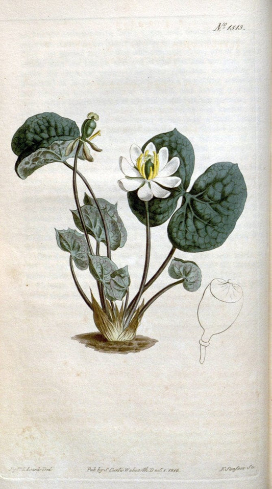 Curtis's botanical magazine. London ; New York [etc.] :Academic Press [etc.]. | "Botanical illustration" Botany Periodicals "Pictorial works" "Plants, Ornamental"  | Vintage Print Reproduction 452845