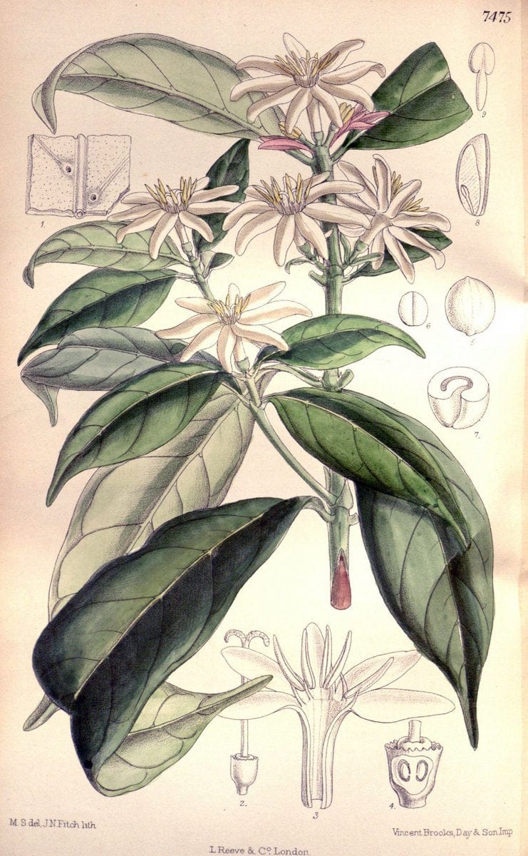 Curtis's botanical magazine. London ; New York [etc.] :Academic Press [etc.]. | "Botanical illustration" Botany Periodicals "Pictorial works" "Plants, Ornamental"  | Vintage Print Reproduction 452847