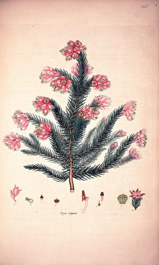 Coloured engravings of heaths :.London :Published by the Author. Printed by T. Bensley,1802-09 [1830]. |  | Vintage Print Reproduction 452848