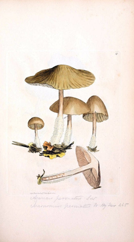 Coloured figures of English fungi or mushrooms. London,Printed by J. Davis,1797-[1809]. | England Mushrooms  | Vintage Print Reproduction 452849