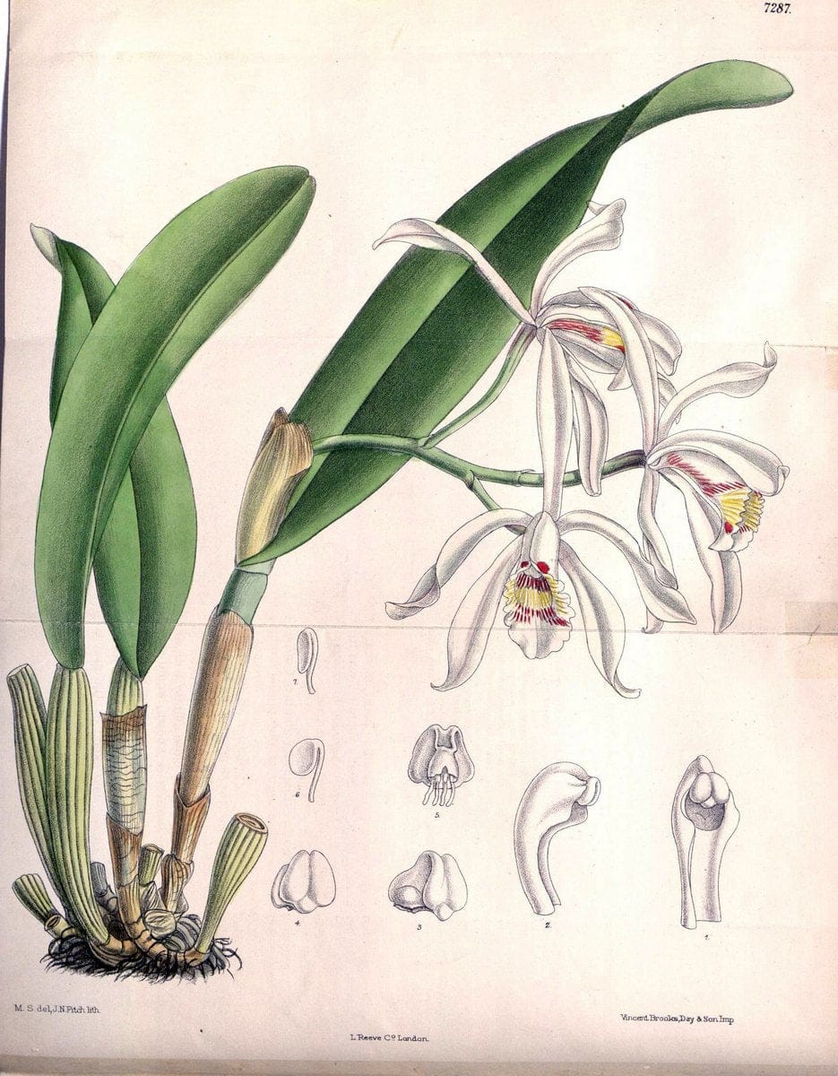 Curtis's botanical magazine. London ; New York [etc.] :Academic Press [etc.]. | "Botanical illustration" Botany Periodicals "Pictorial works" "Plants, Ornamental"  | Vintage Print Reproduction 452850
