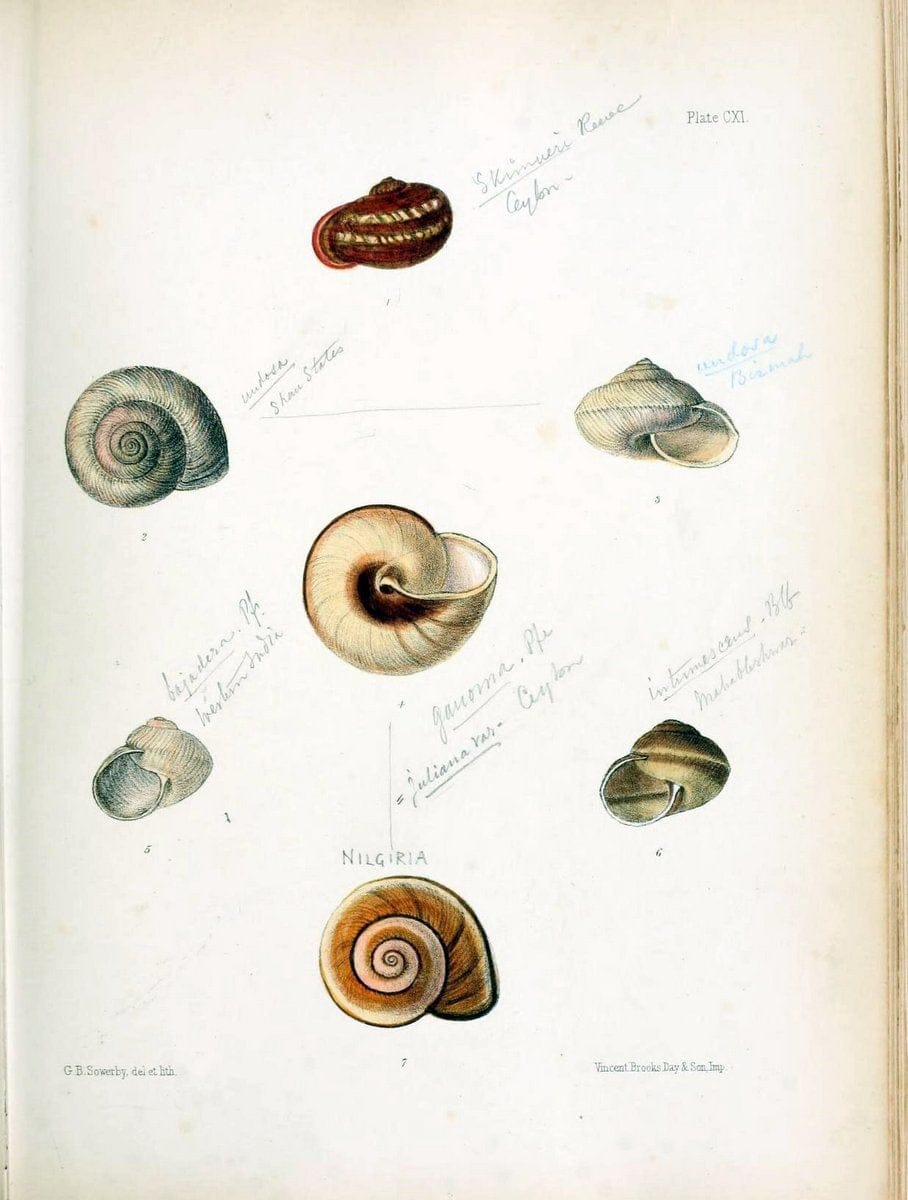 Conchologia indica,.London,1870-1876.. |  | Vintage Print Reproduction 452852