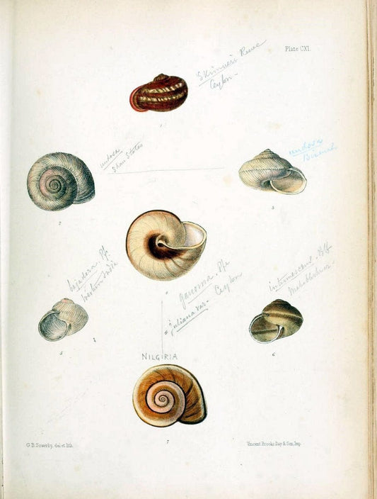 Conchologia indica,.London,1870-1876.. |  | Vintage Print Reproduction 452852