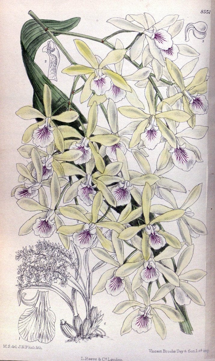 Curtis's botanical magazine. London ; New York [etc.] :Academic Press [etc.]. | "Botanical illustration" Botany Periodicals "Pictorial works" "Plants, Ornamental"  | Vintage Print Reproduction 452853