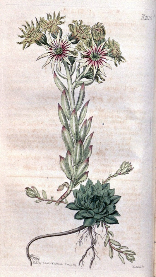 Curtis's botanical magazine. London ; New York [etc.] :Academic Press [etc.]. | "Botanical illustration" Botany Periodicals "Pictorial works" "Plants, Ornamental"  | Vintage Print Reproduction 452854