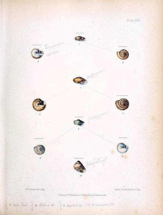 Conchologia indica,.London,1870-1876.. |  | Vintage Print Reproduction 452856