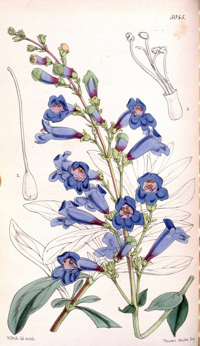Curtis's botanical magazine. London ; New York [etc.] :Academic Press [etc.]. | "Botanical illustration" Botany Periodicals "Pictorial works" "Plants, Ornamental"  | Vintage Print Reproduction 452857