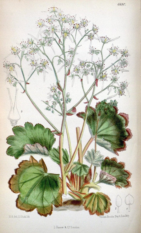 Curtis's botanical magazine. London ; New York [etc.] :Academic Press [etc.]. | "Botanical illustration" Botany Periodicals "Pictorial works" "Plants, Ornamental"  | Vintage Print Reproduction 452858