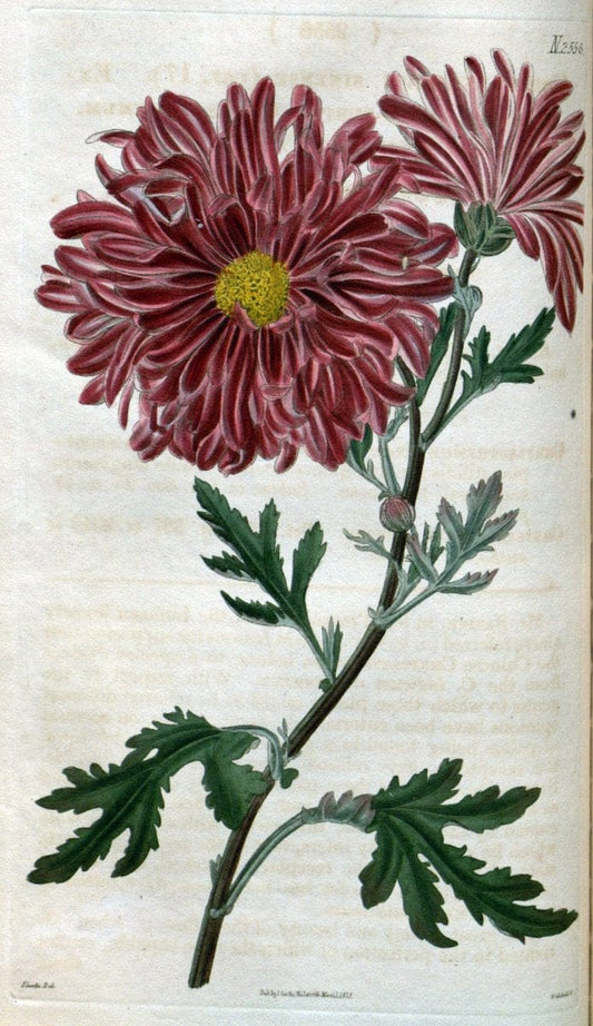 Curtis's botanical magazine. London ; New York [etc.] :Academic Press [etc.]. | "Botanical illustration" Botany Periodicals "Pictorial works" "Plants, Ornamental"  | Vintage Print Reproduction 452859
