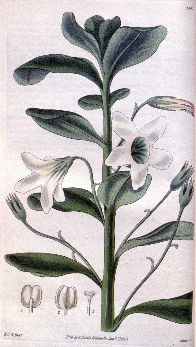 Curtis's botanical magazine. London ;New York [etc.] :Academic Press [etc.]. | Botany Periodicals "Pictorial works"  | Vintage Print Reproduction 452864
