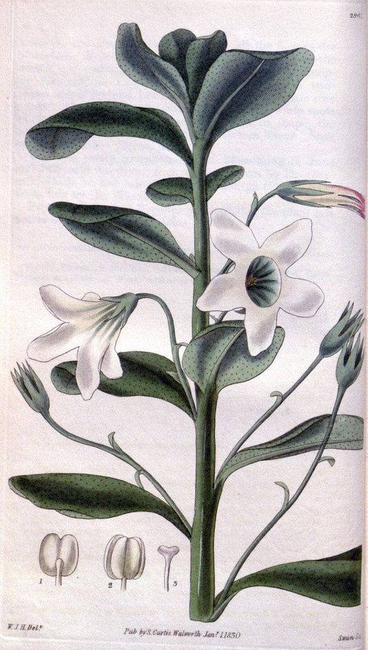 Curtis's botanical magazine. London ;New York [etc.] :Academic Press [etc.]. | Botany Periodicals "Pictorial works"  | Vintage Print Reproduction 452864