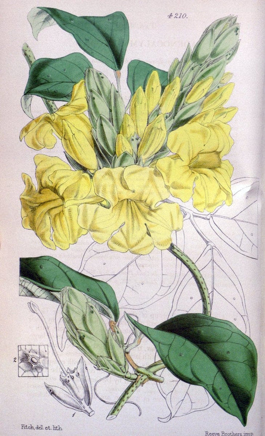 Curtis's botanical magazine. London ;New York [etc.] :Academic Press [etc.]. | Botany Periodicals "Pictorial works"  | Vintage Print Reproduction 452865