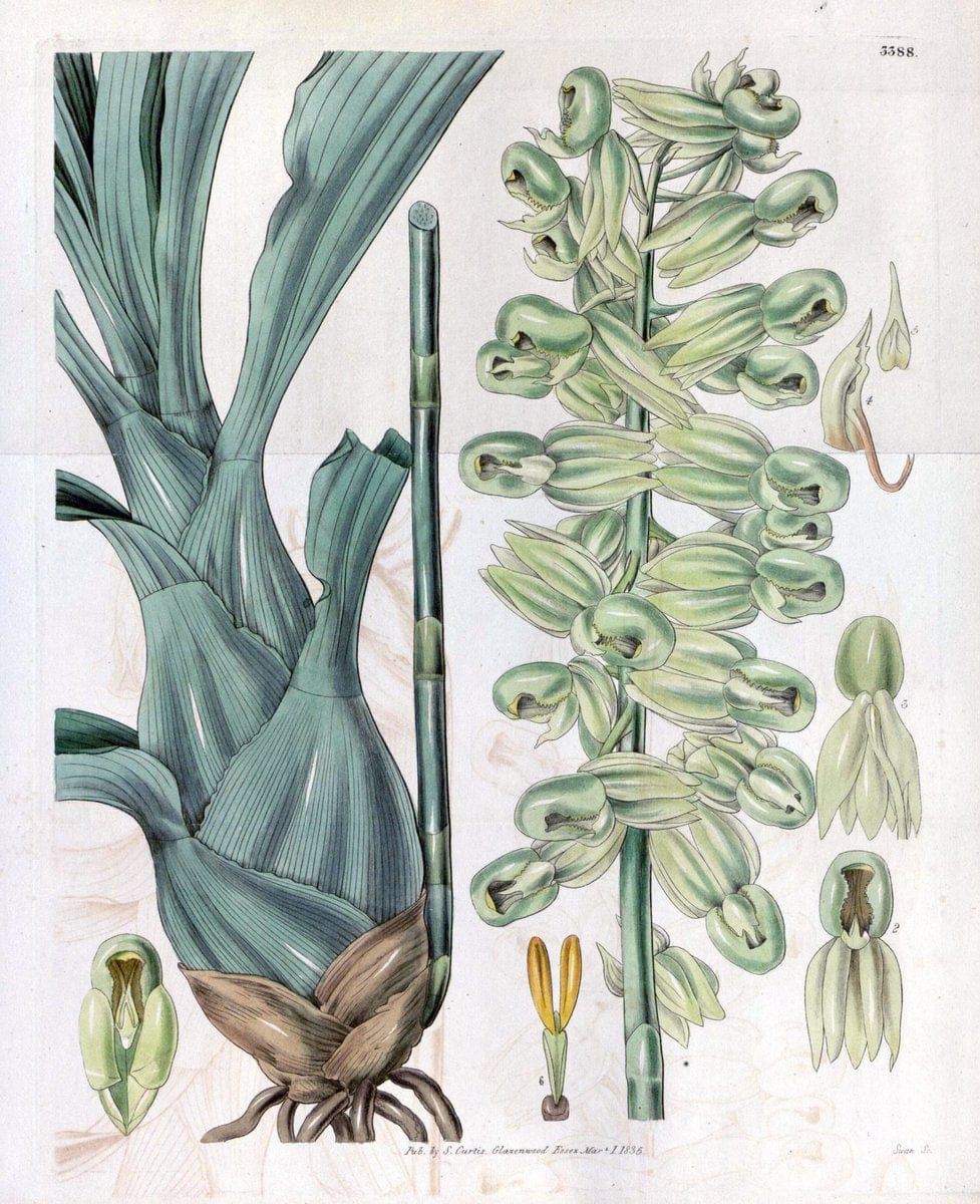 Curtis's botanical magazine. London ;New York [etc.] :Academic Press [etc.]. | Botany Periodicals "Pictorial works"  | Vintage Print Reproduction 452866