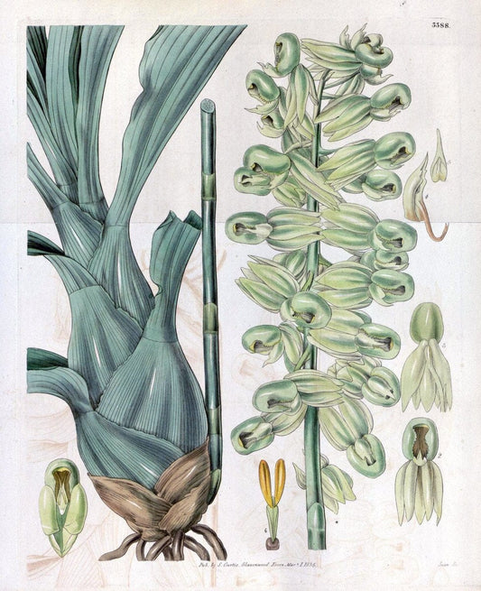 Curtis's botanical magazine. London ;New York [etc.] :Academic Press [etc.]. | Botany Periodicals "Pictorial works"  | Vintage Print Reproduction 452866