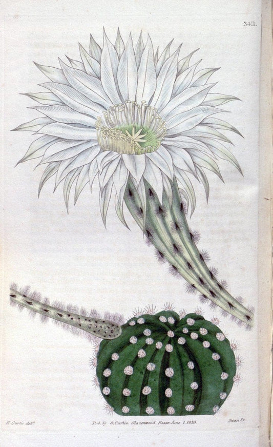 Curtis's botanical magazine. London ;New York [etc.] :Academic Press [etc.]. | Botany Periodicals "Pictorial works"  | Vintage Print Reproduction 452868
