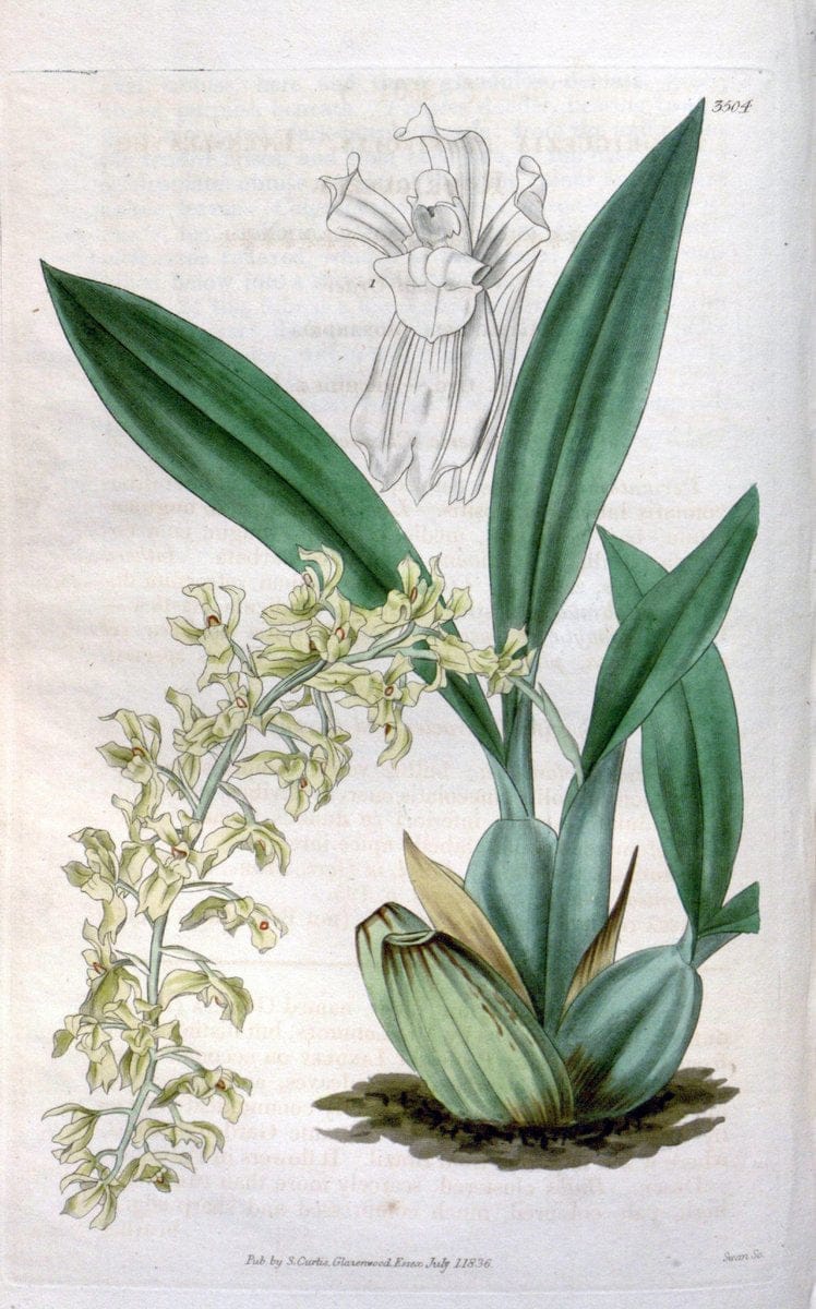 Curtis's botanical magazine. London ;New York [etc.] :Academic Press [etc.]. | Botany Periodicals "Pictorial works"  | Vintage Print Reproduction 452870
