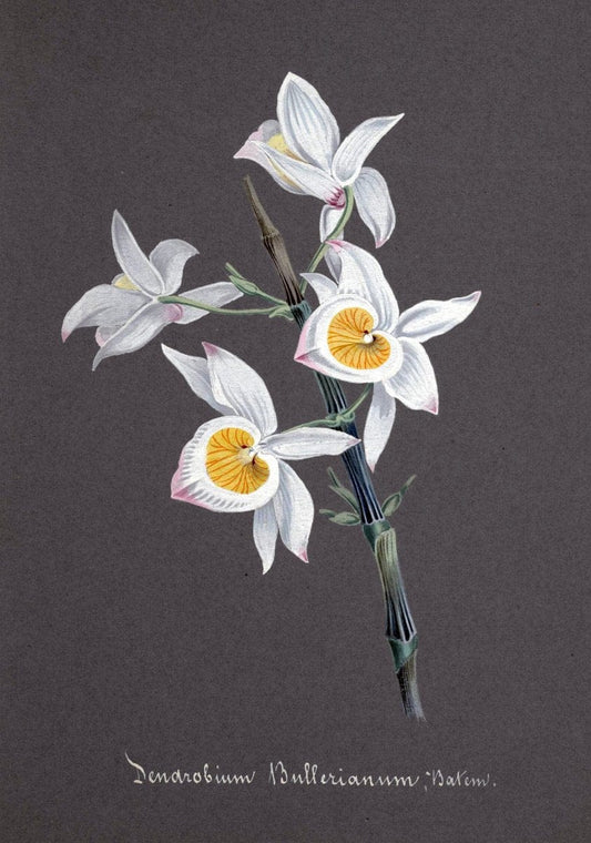 Collection d'orchideÃŒÂes.[S.l. :s.n.,18--]. | "Botanical illustration" Orchidaceae "Orchidaceae in art" "Pictorial works"  | Vintage Print Reproduction 452873