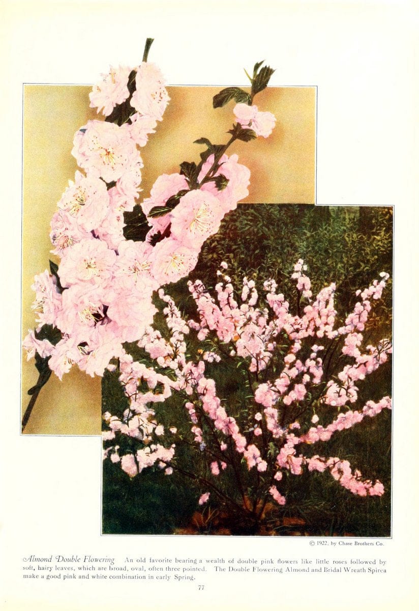 Dragable Image