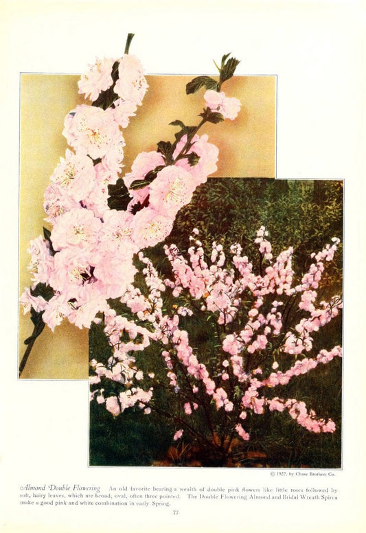 Chase fruit and flowers in natural colorsRochester, N.Y.,Chase brothers company[c1922] | Vintage Print Reproduction 452874