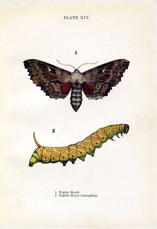Butterflies and moths,.London & Edinburgh,T.C. & E.C. Jack[1910]. | Butterflies Moths "Cornell University Library" | Vintage Print Reproduction 452875