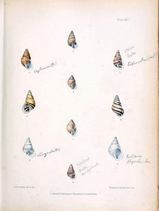 Conchologia indica,.London,1870-1876.  | India Mollusks Shells  | Vintage Print Reproduction 452876