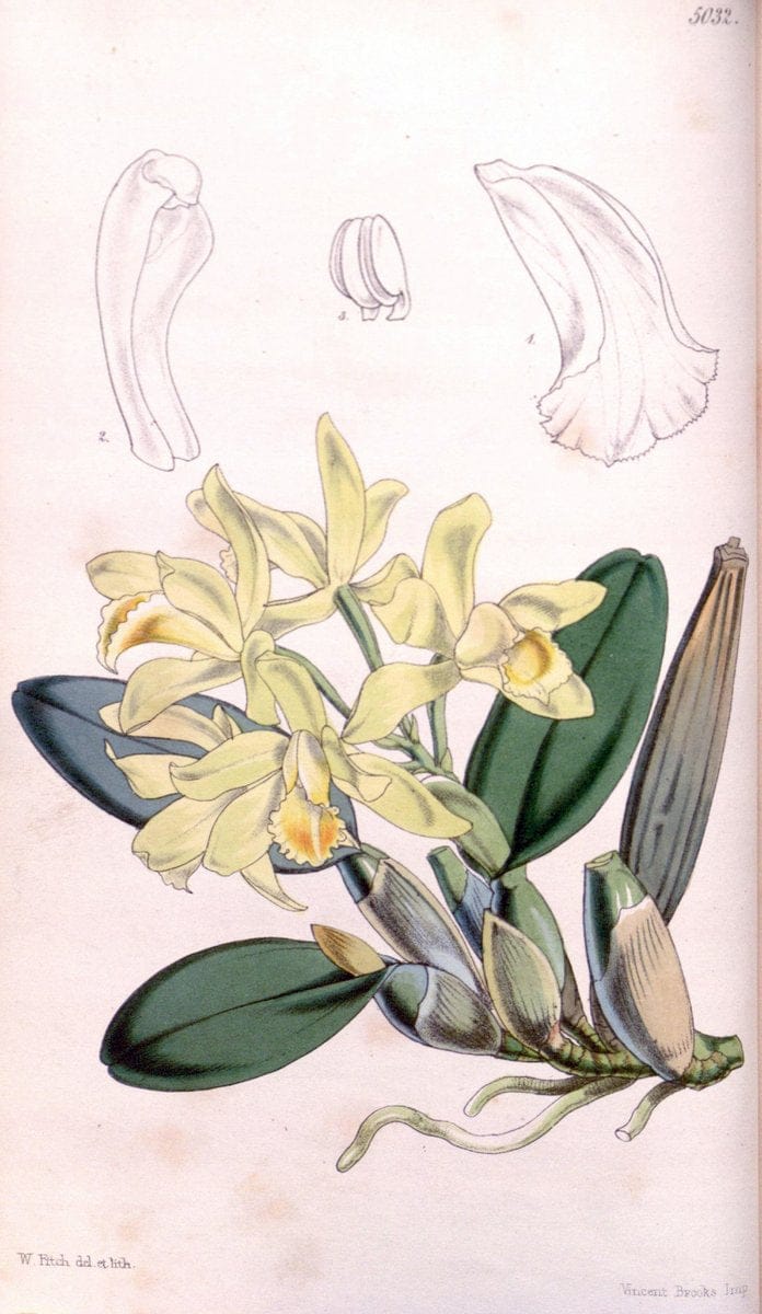 Curtis's botanical magazine. London ; New York [etc.] :Academic Press [etc.]. | "Botanical illustration" Botany Periodicals "Pictorial works" "Plants, Ornamental"  | Vintage Print Reproduction 452878