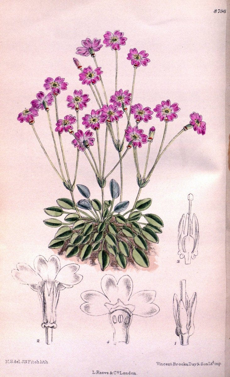 Curtis's botanical magazine. London ; New York [etc.] :Academic Press [etc.]. | "Botanical illustration" Botany Periodicals "Pictorial works" "Plants, Ornamental"  | Vintage Print Reproduction 452880