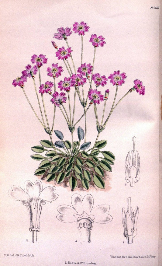 Curtis's botanical magazine. London ; New York [etc.] :Academic Press [etc.]. | "Botanical illustration" Botany Periodicals "Pictorial works" "Plants, Ornamental"  | Vintage Print Reproduction 452880