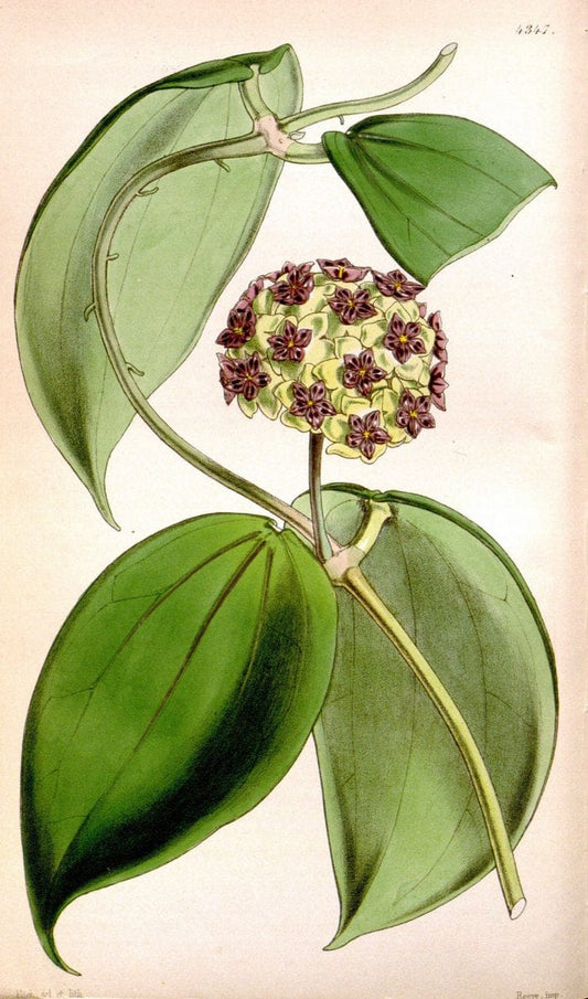 Curtis's botanical magazine. London ; New York [etc.] :Academic Press [etc.]. | "Botanical illustration" Botany Periodicals "Pictorial works" "Plants, Ornamental"  | Vintage Print Reproduction 452881