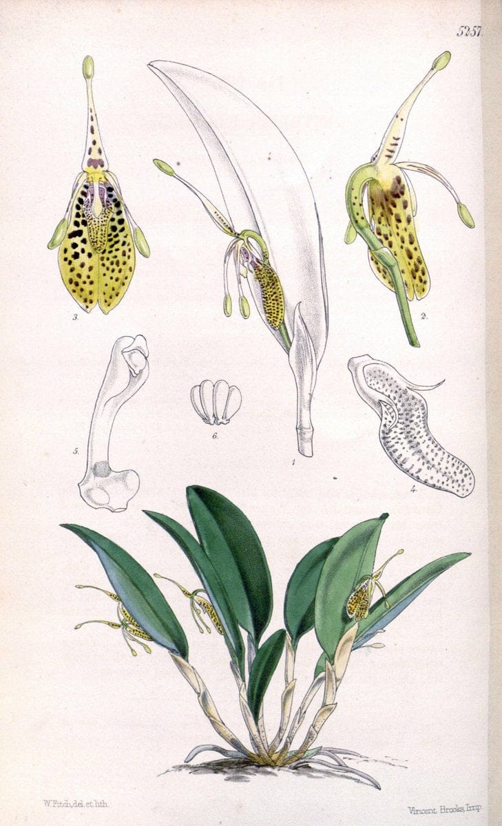 Curtis's botanical magazine. London ; New York [etc.] :Academic Press [etc.]. | "Botanical illustration" Botany Periodicals "Pictorial works" "Plants, Ornamental"  | Vintage Print Reproduction 452884