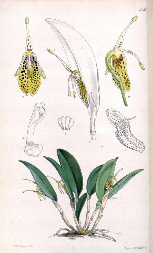 Curtis's botanical magazine. London ; New York [etc.] :Academic Press [etc.]. | "Botanical illustration" Botany Periodicals "Pictorial works" "Plants, Ornamental"  | Vintage Print Reproduction 452884