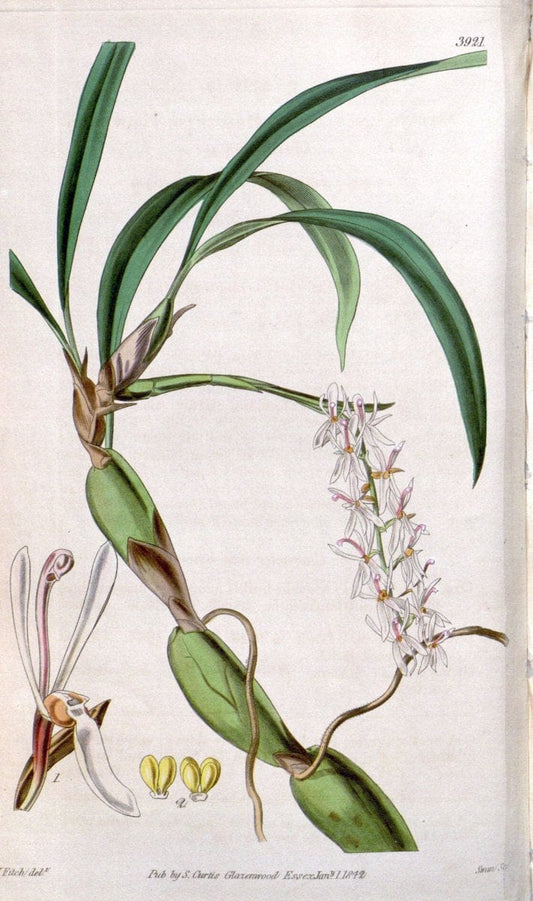 Curtis's botanical magazine. London ; New York [etc.] :Academic Press [etc.]. | "Botanical illustration" Botany Periodicals "Pictorial works" "Plants, Ornamental"  | Vintage Print Reproduction 452885