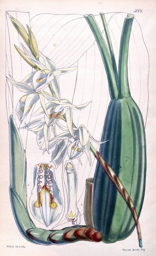 Curtis's botanical magazine. London ; New York [etc.] :Academic Press [etc.]. | "Botanical illustration" Botany Periodicals "Pictorial works" "Plants, Ornamental"  | Vintage Print Reproduction 452886
