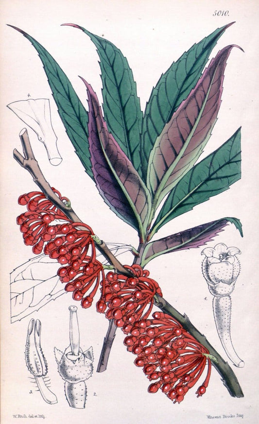 Curtis's botanical magazine. London ; New York [etc.] :Academic Press [etc.]. | "Botanical illustration" Botany Periodicals "Pictorial works" "Plants, Ornamental"  | Vintage Print Reproduction 452887