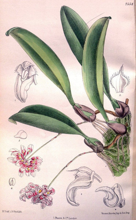 Curtis's botanical magazine. London ; New York [etc.] :Academic Press [etc.]. | "Botanical illustration" Botany Periodicals "Pictorial works" "Plants, Ornamental"  | Vintage Print Reproduction 452888