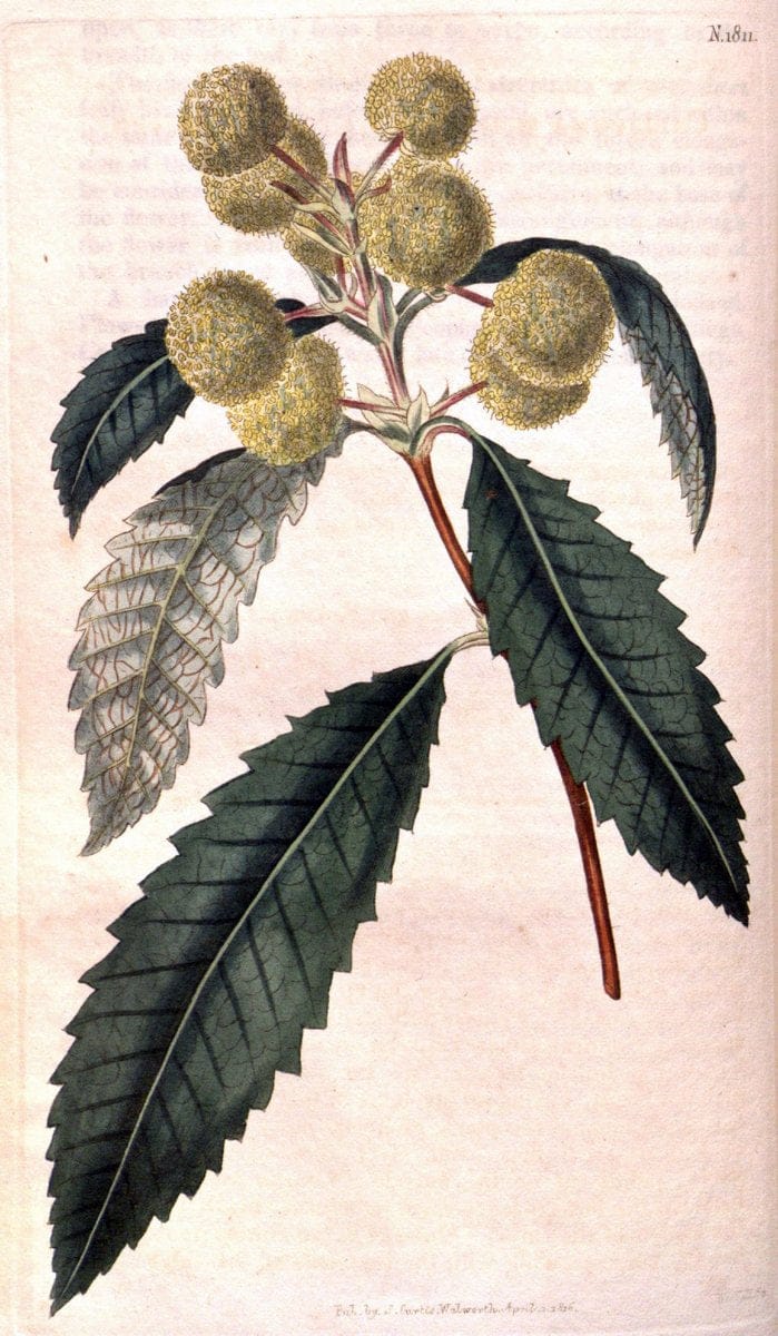 Curtis's botanical magazine. London ; New York [etc.] :Academic Press [etc.]. | "Botanical illustration" Botany Periodicals "Pictorial works" "Plants, Ornamental"  | Vintage Print Reproduction 452889