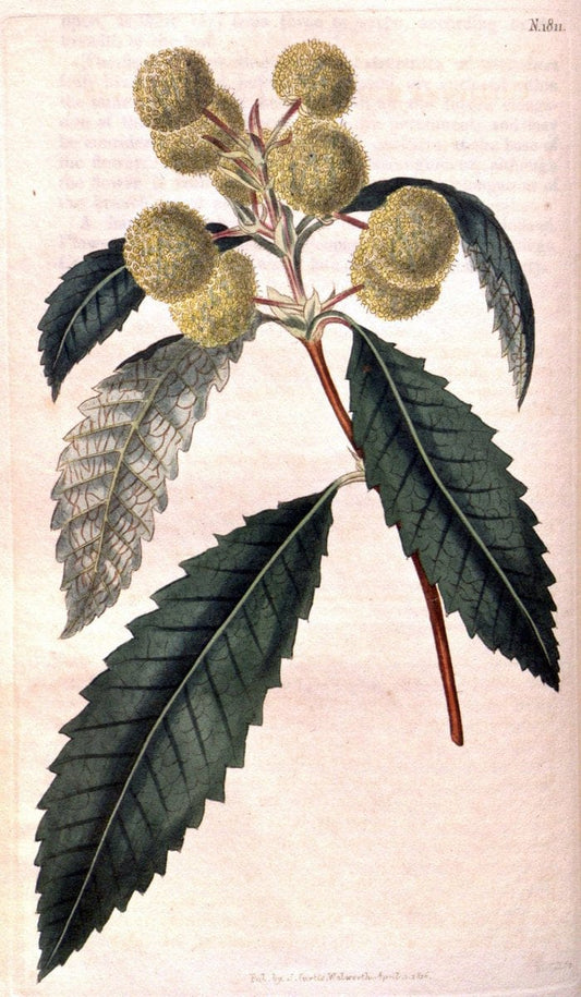 Curtis's botanical magazine. London ; New York [etc.] :Academic Press [etc.]. | "Botanical illustration" Botany Periodicals "Pictorial works" "Plants, Ornamental"  | Vintage Print Reproduction 452889
