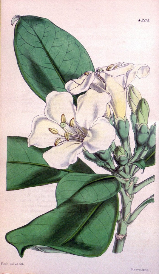 Curtis's botanical magazine. London ;New York [etc.] :Academic Press [etc.]. | Botany Periodicals "Pictorial works"  | Vintage Print Reproduction 452891