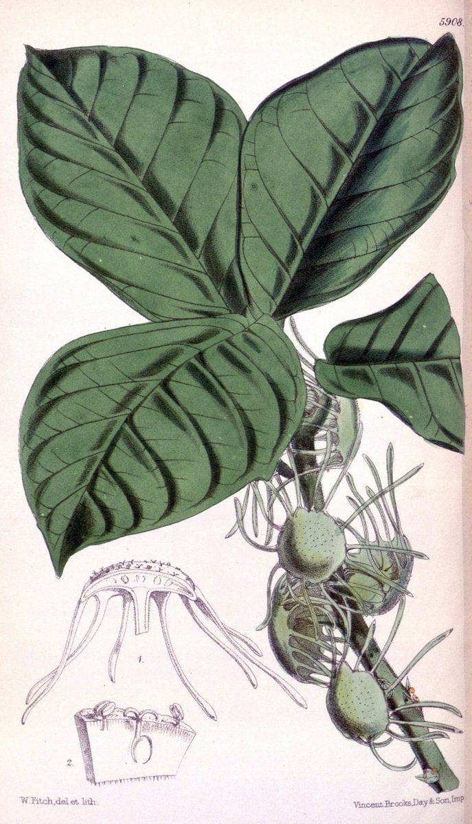 Curtis's botanical magazine. London ;New York [etc.] :Academic Press [etc.]. | Botany Periodicals "Pictorial works"  | Vintage Print Reproduction 452892