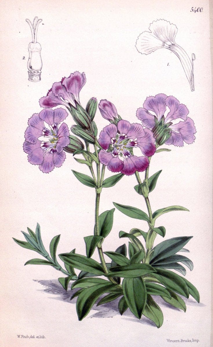 Curtis's botanical magazine. London ;New York [etc.] :Academic Press [etc.]. | Botany Periodicals "Pictorial works"  | Vintage Print Reproduction 452893