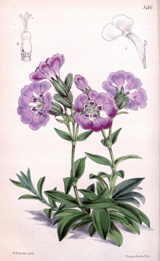 Curtis's botanical magazine. London ;New York [etc.] :Academic Press [etc.]. | Botany Periodicals "Pictorial works"  | Vintage Print Reproduction 452893