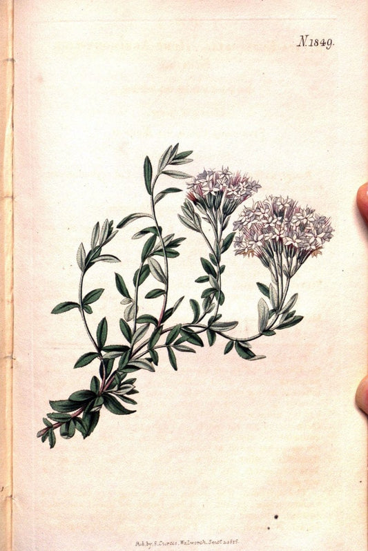 Curtis's botanical magazine. London ; New York [etc.] :Academic Press [etc.]. | "Botanical illustration" Botany Periodicals "Pictorial works" "Plants, Ornamental"  | Vintage Print Reproduction 452894