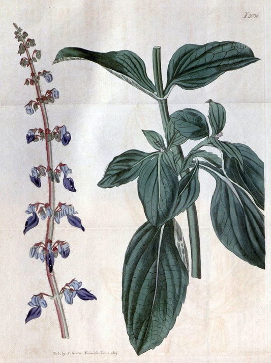 Curtis's botanical magazine. London ; New York [etc.] :Academic Press [etc.]. | "Botanical illustration" Botany Periodicals "Pictorial works" "Plants, Ornamental"  | Vintage Print Reproduction 452895