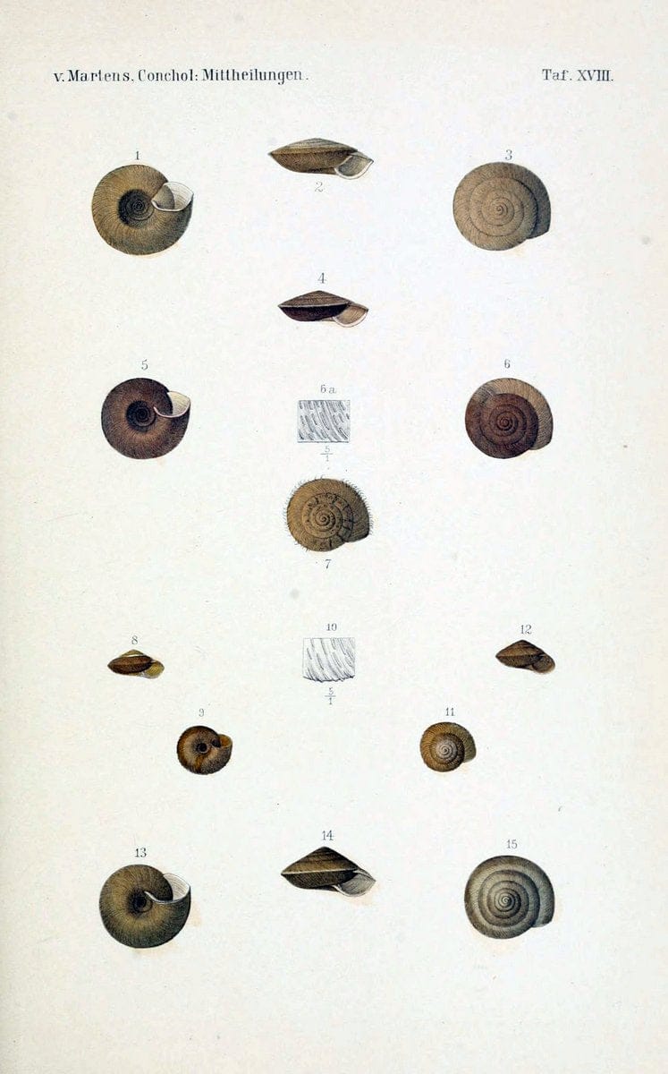 Conchologische Mittheilungen als Fortsetzung der Novitates conchologicae. bd 1 - 3.Cassell :T. Fischer,1880- . |  | Vintage Print Reproduction 452897