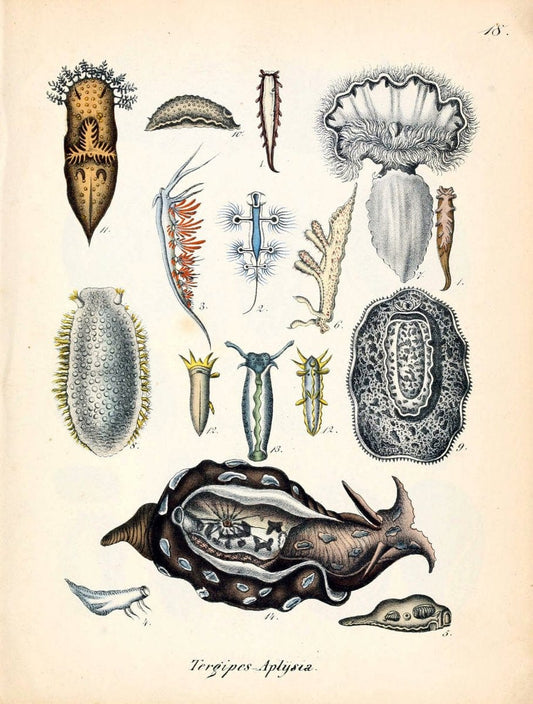 Conchylienbuch, oder, Allgemeine und besondere Naturgeschichte der Muscheln und Schnecke | Mollusks "Pictorial works"  | Vintage Print Reproduction 452898
