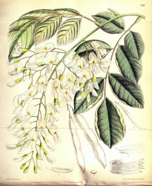 Curtis's botanical magazine. London ; New York [etc.] :Academic Press [etc.]. | "Botanical illustration" Botany Periodicals "Pictorial works" "Plants, Ornamental"  | Vintage Print Reproduction 452900