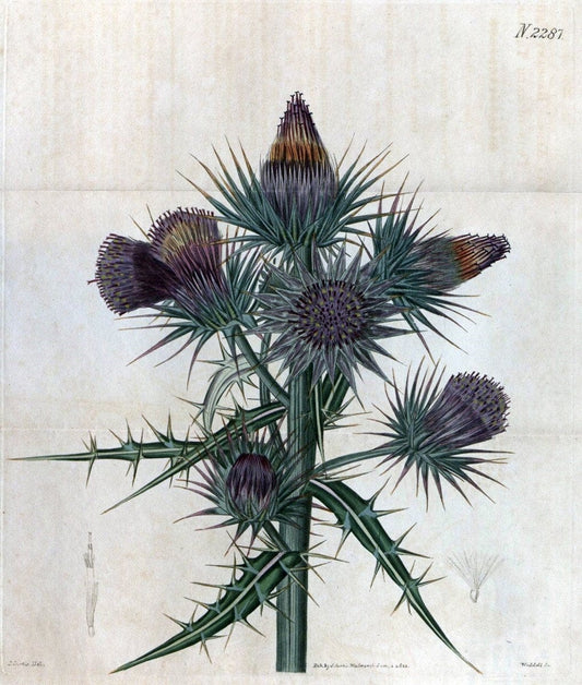 Curtis's botanical magazine. London ; New York [etc.] :Academic Press [etc.]. | "Botanical illustration" Botany Periodicals "Pictorial works" "Plants, Ornamental"  | Vintage Print Reproduction 452901