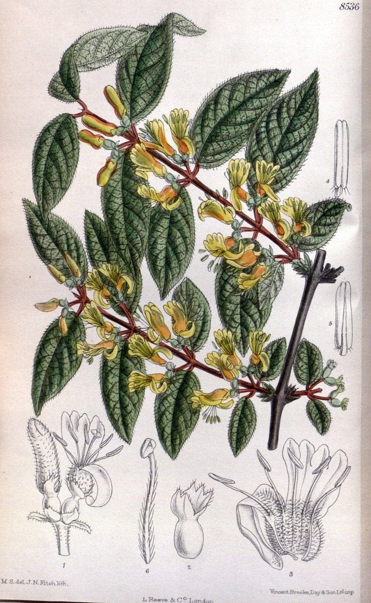 Curtis's botanical magazine. London ; New York [etc.] :Academic Press [etc.]. | "Botanical illustration" Botany Periodicals "Pictorial works" "Plants, Ornamental"  | Vintage Print Reproduction 452902